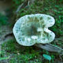 Green Mushroom