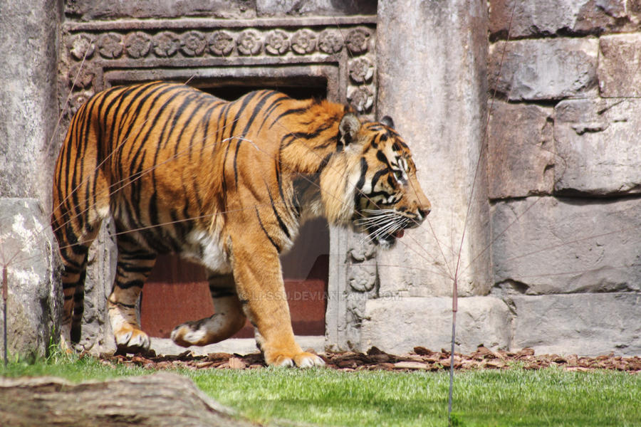 tiger by Li-ssu on DeviantArt