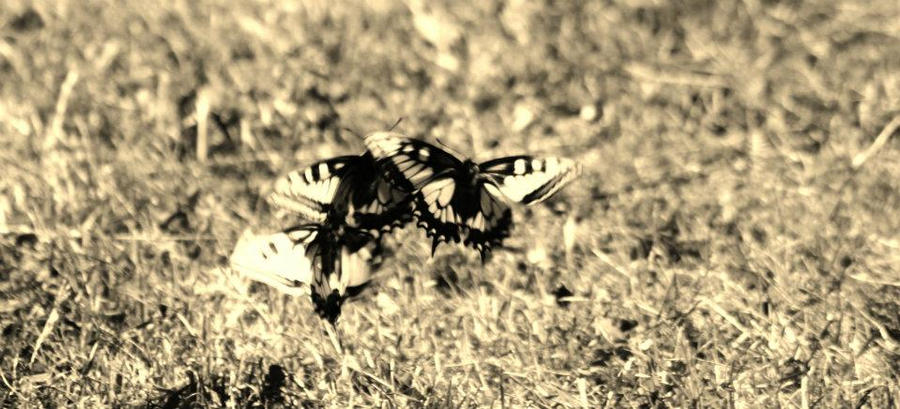 Butterfly by Li-ssu on DeviantArt