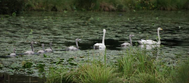 swan family