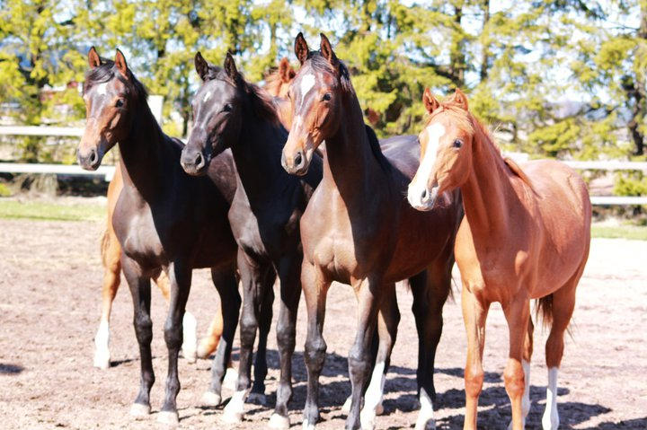 filys by Li-ssu on DeviantArt