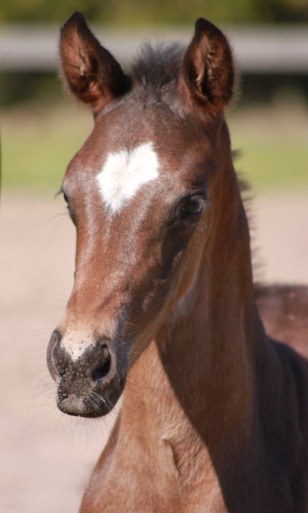 Rommi by Li-ssu on DeviantArt