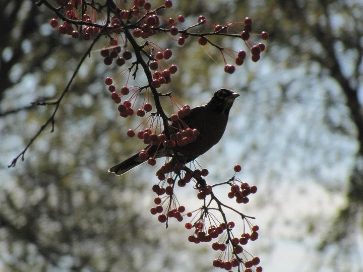 Birdie by Li-ssu on DeviantArt