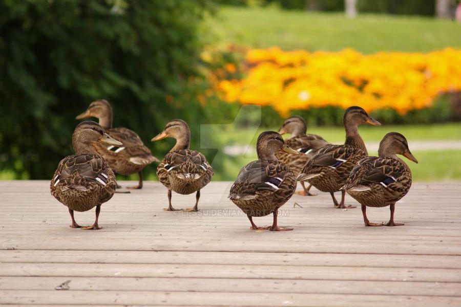 Ducks by Li-ssu on DeviantArt