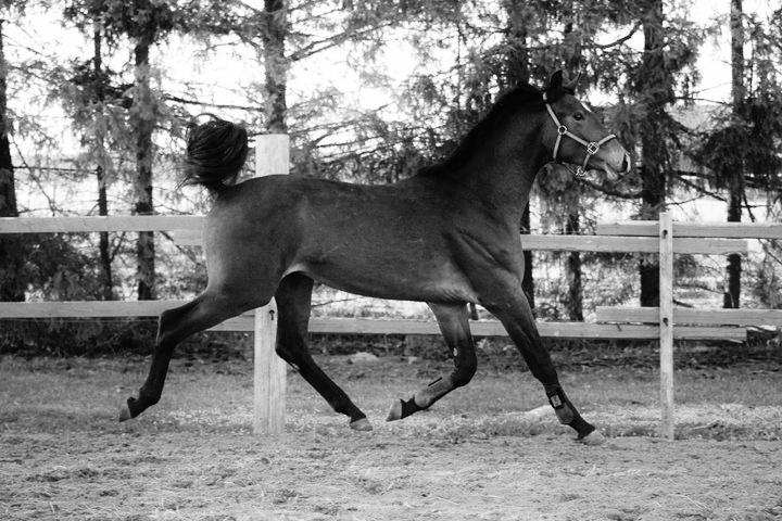 Jeppe by Li-ssu on DeviantArt