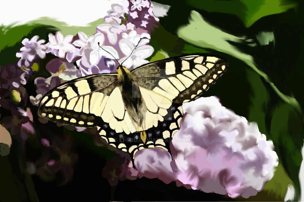 Butterfly