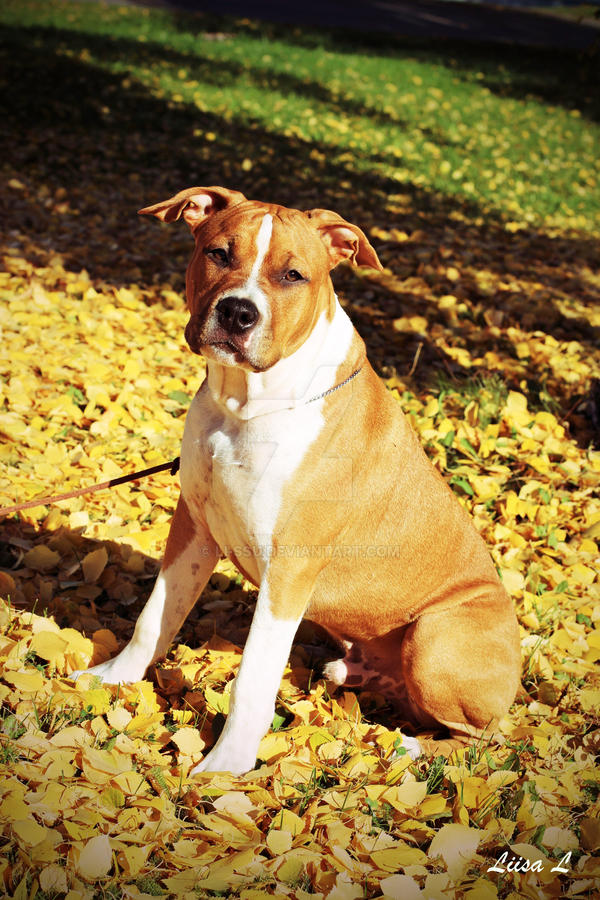 Jekku by Li-ssu on DeviantArt