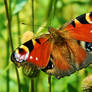 Peacock Butterfly