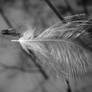 Feather