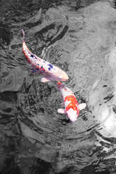 KOI