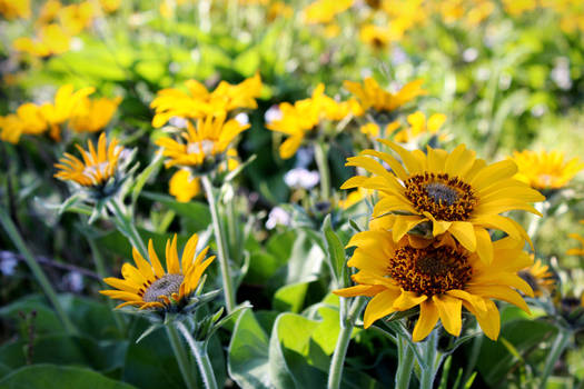 fields of gold