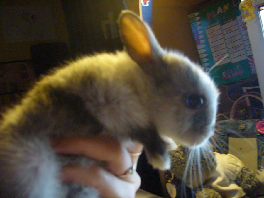 Rabbit2_... by Theaaaa on DeviantArt