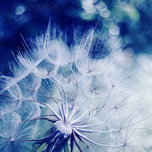 into the blue. by magnesina into the blue. by magnesina