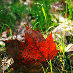 fallen leaf. by magnesina