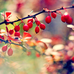 Fruits of Autumn.