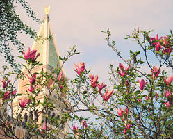 al magnolia campanile.