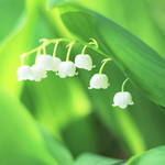 lily of the valley by magnesina