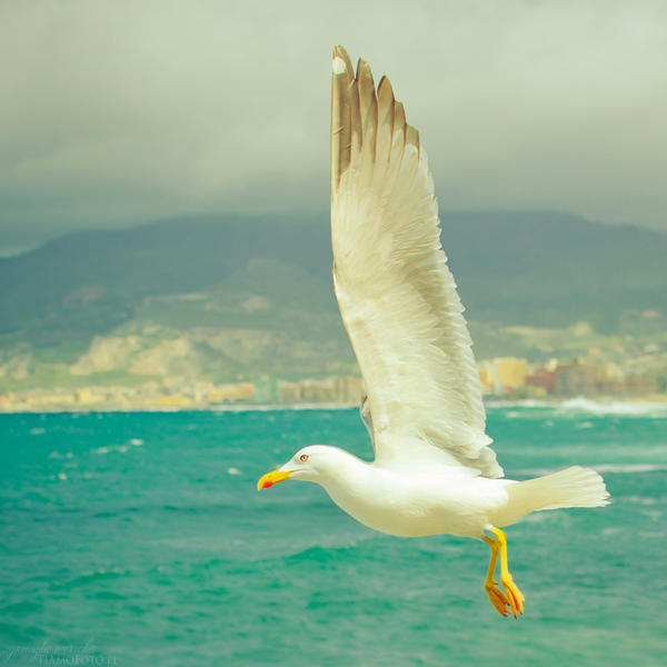 Fly Away