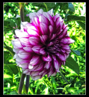 dahlia 7