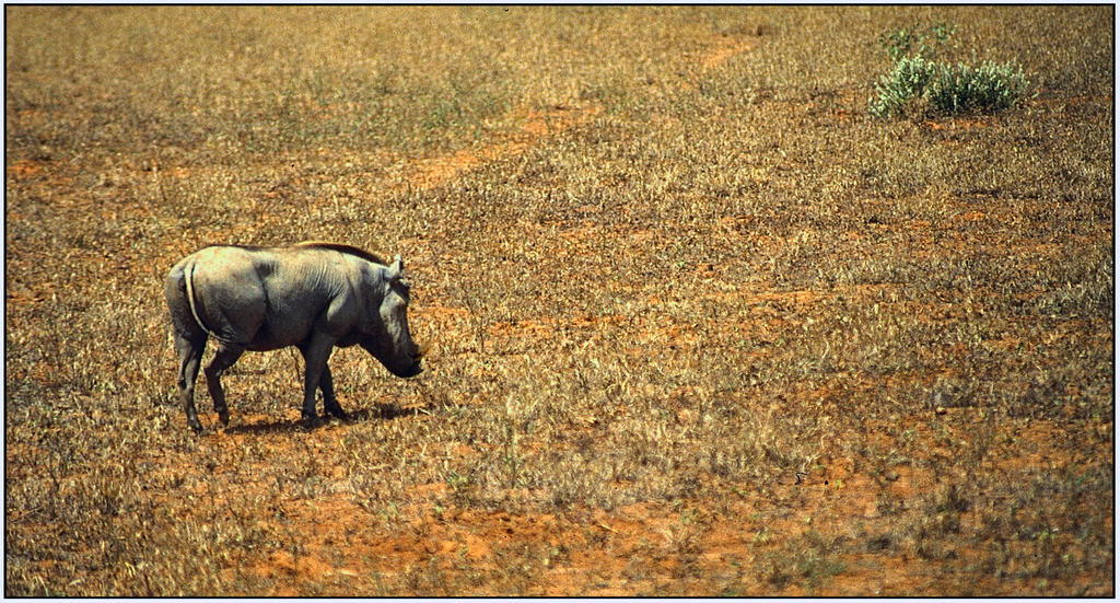 Pumba by Phototubby on DeviantArt