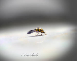 Run-up. by Phototubby Run-up. by Phototubby
