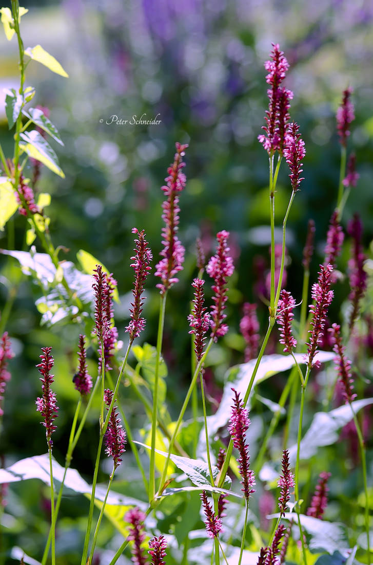 Meadow. by Phototubby