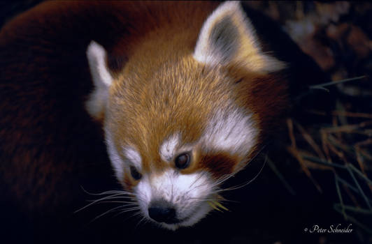 Red panda.