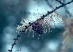 The mist hang in the trees. by Phototubby