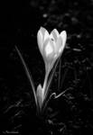 Spring light. by Phototubby