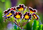 Spring colours. by Phototubby