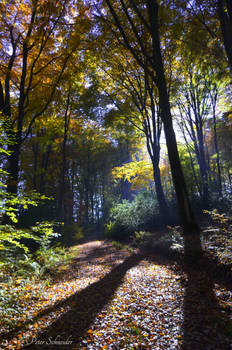 Colours,light and shadows.