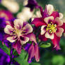 Columbine.