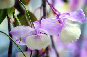 Orchid V. by Phototubby