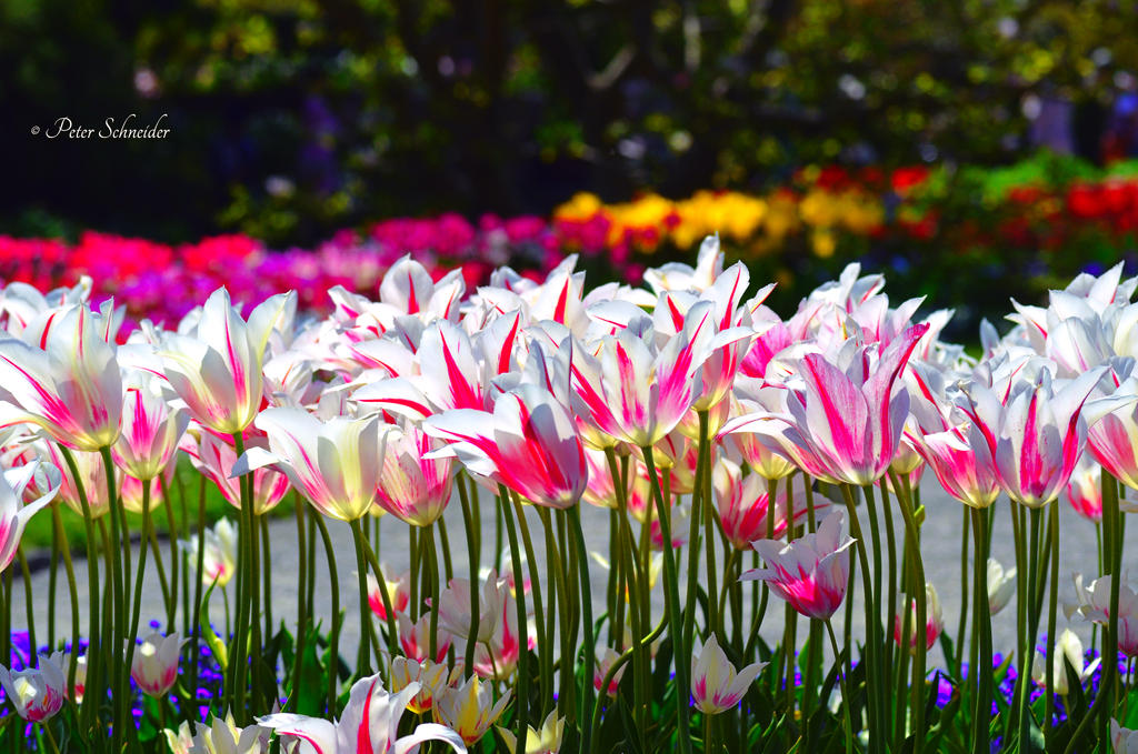 Stroll trough spring. by Phototubby on DeviantArt