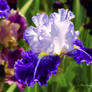 Iris (III).