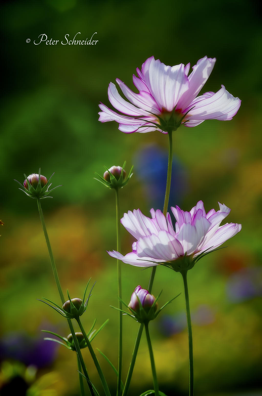 In morning light.