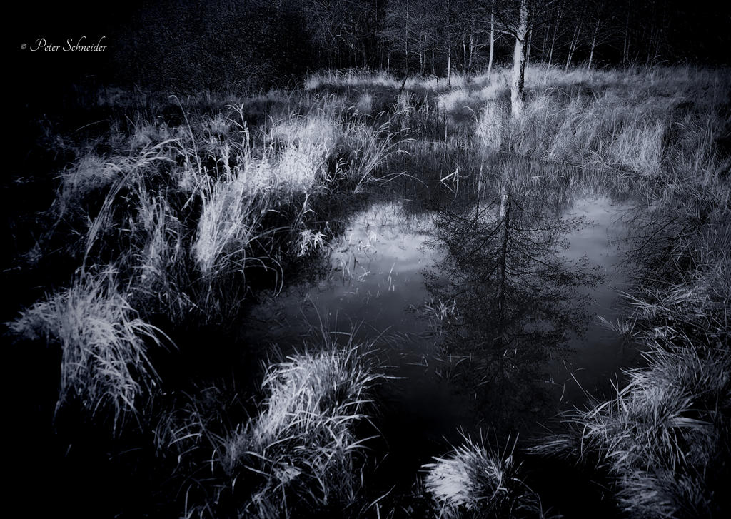 Kether Reflection Heather reflection. by Phototubby on DeviantArt