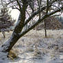 Winter in heather.