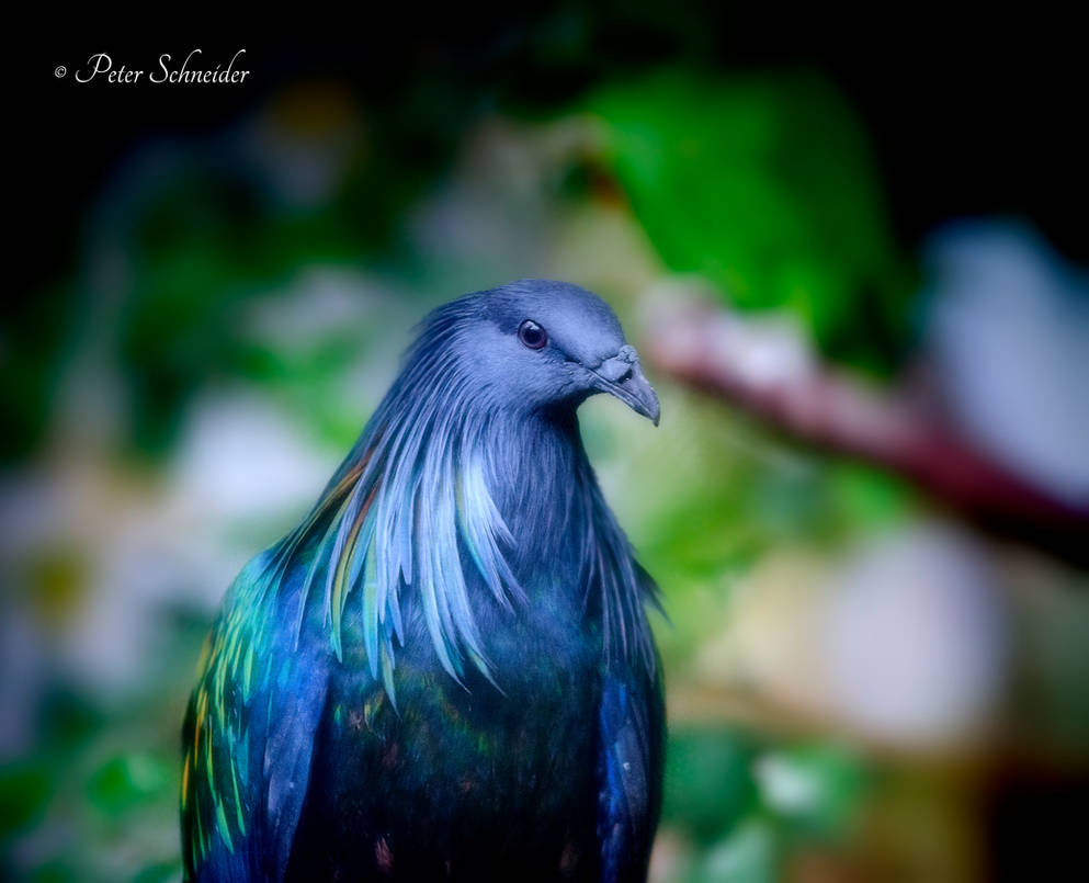 The pigeon and the rainbow. by Phototubby