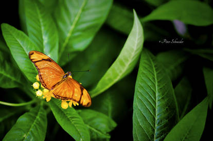 Fragil wings (II).