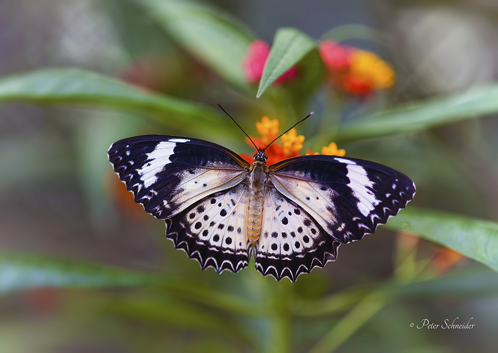 Beauty wings (XI).