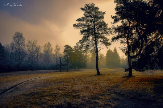 Cold morninglight.