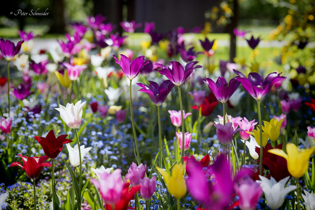 Springy Mood Spring mood. by Phototubby on DeviantArt