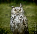 Bubo bubo by Phototubby