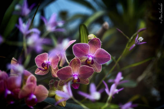 Orchids (V).