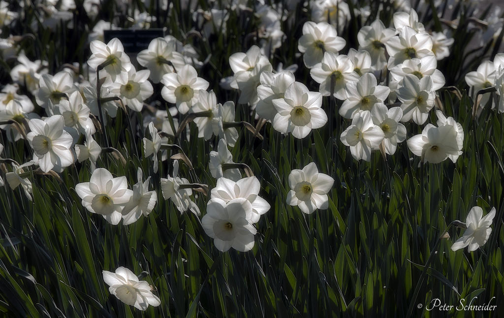 Spring White Ba Spring white. by Phototubby on DeviantArt