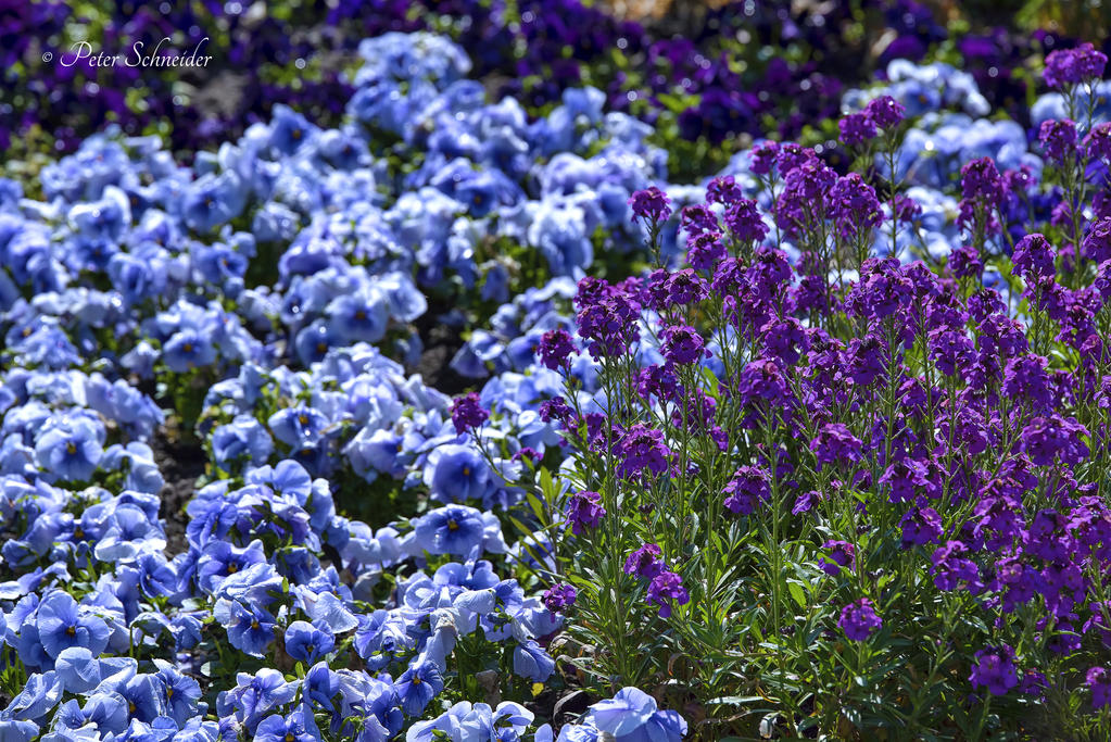 Colours of spring (III). by Phototubby