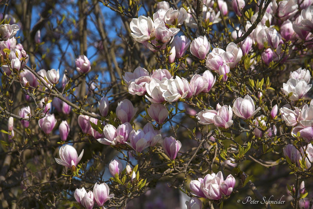 Magnolia (V). by Phototubby