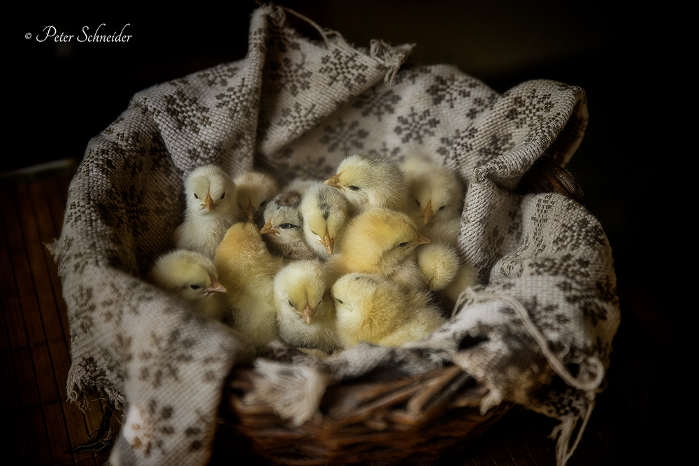 A basket full of beautiful noise.