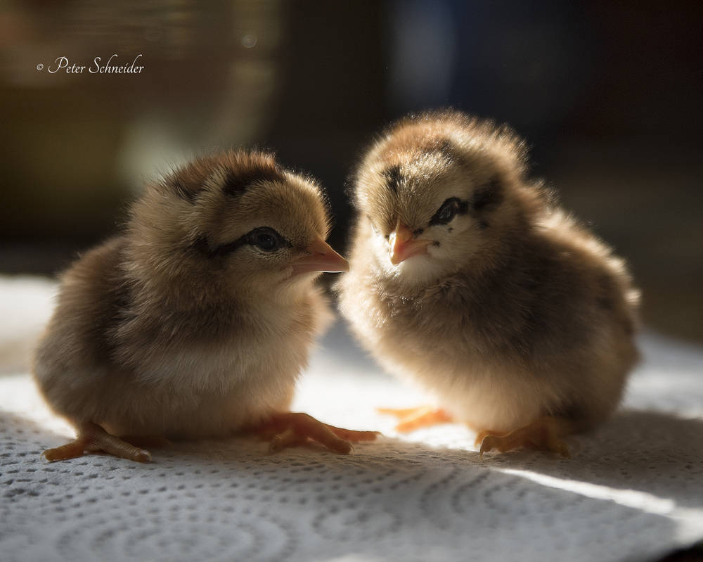 Brothers. by Phototubby